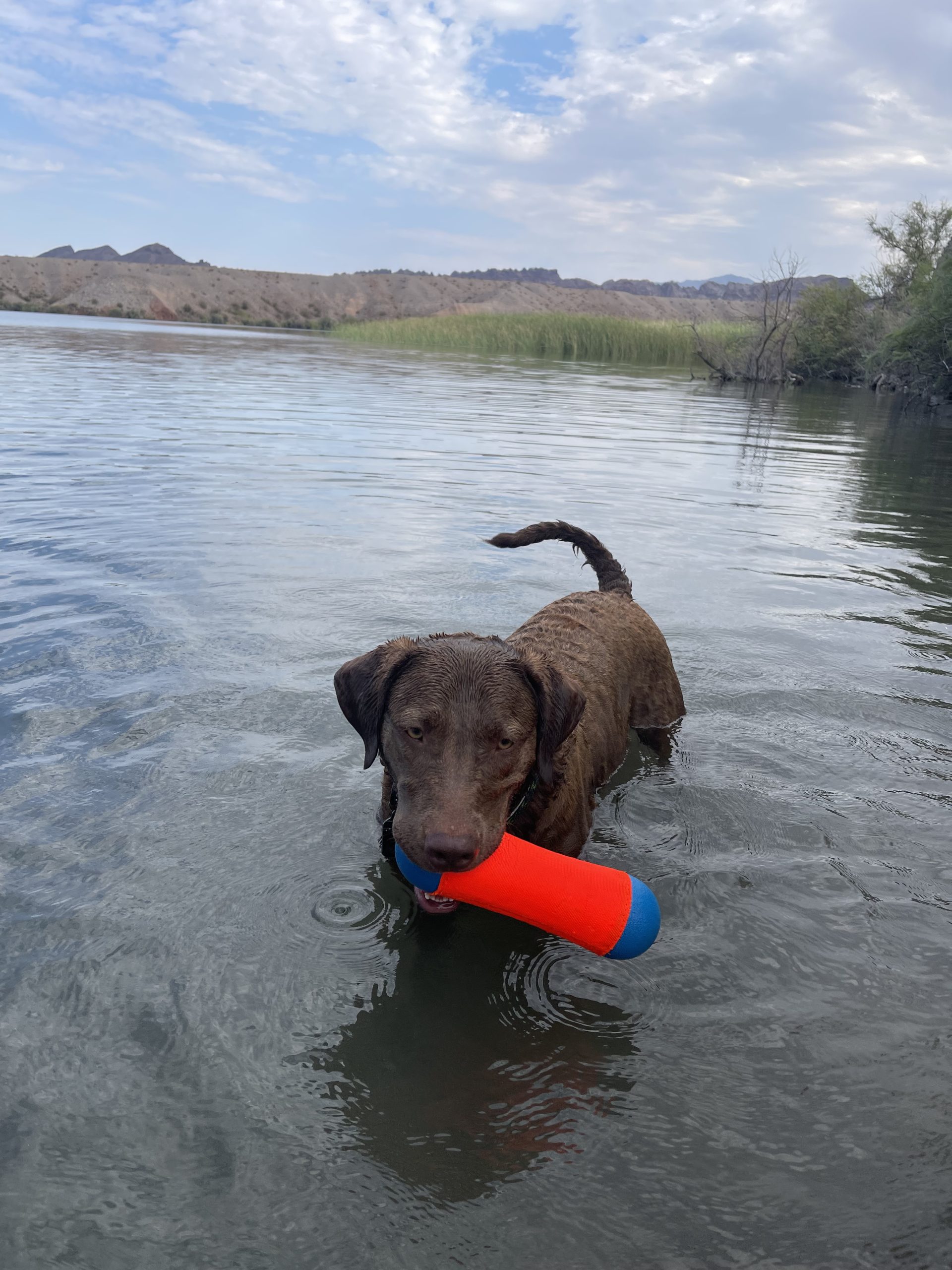 Gallery Replacement two